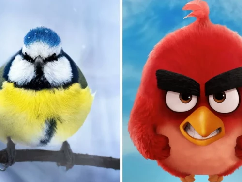 Gli uccellini di Angry Birds nella vita reale