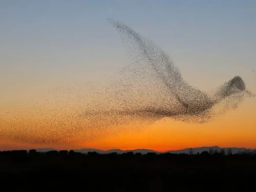 La meraviglia della natura nel volo coordinato degli stormi