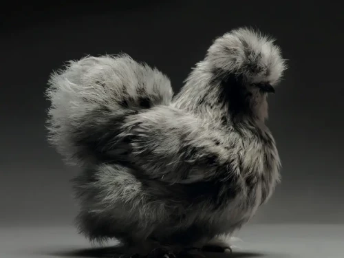 Il fascino delle galline. Un progetto fotografico molto CHIC(ken)