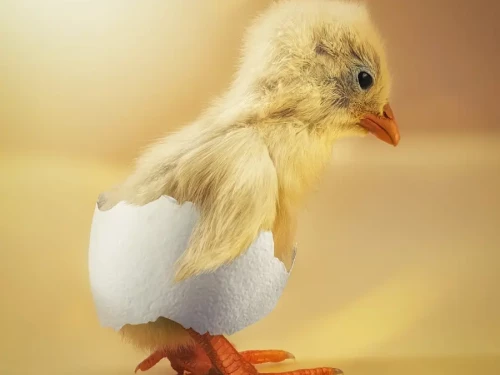 Pasqua: tempo di uova e di foto creative