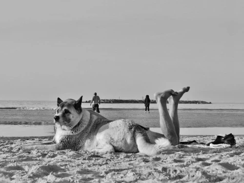 Fotografia di Strada Giustapposta: L'Arte del Momento Creativo e dell'Umorismo