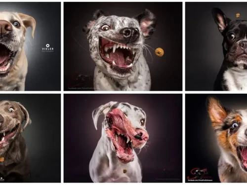 Il fotografo che immortala la gioia sfrenata dei cani mentre catturano dolcetti al volo