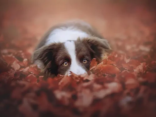 Cani bellissimi immortalati da Anne Geier