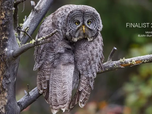 Il Sorriso della Natura: Scopri il Concorso di Fotografia Wildlife più Divertente!