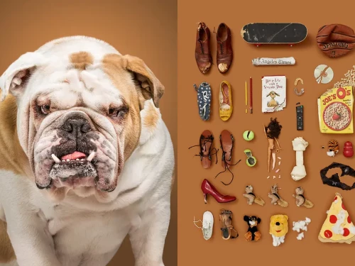 A dog's life: dimmi che oggetti usi e ti dirò che cane sei!